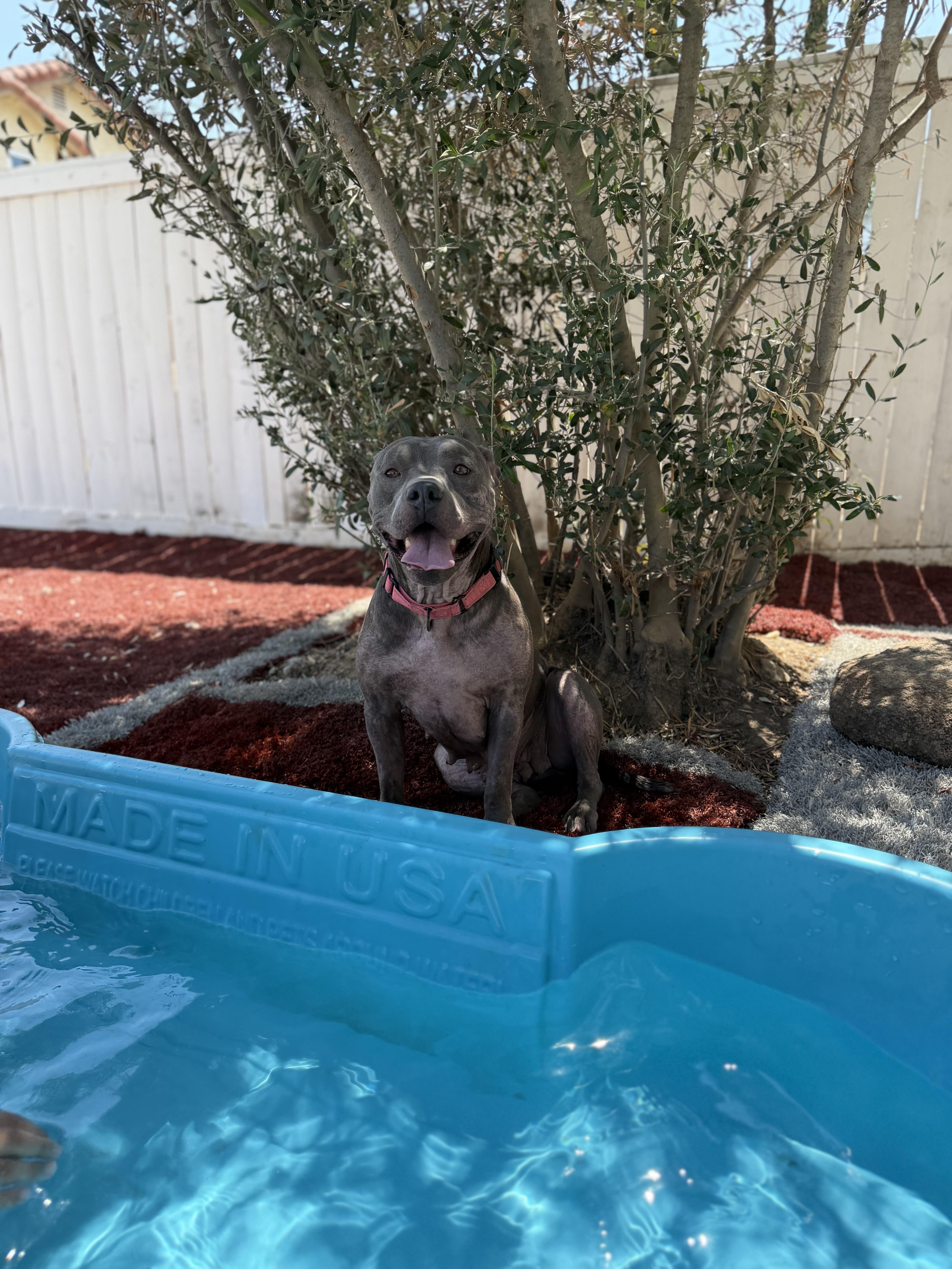 Enlarge Jewel, a Adoptable Pit Bull Terrier in Murrieta, CA image 4/6