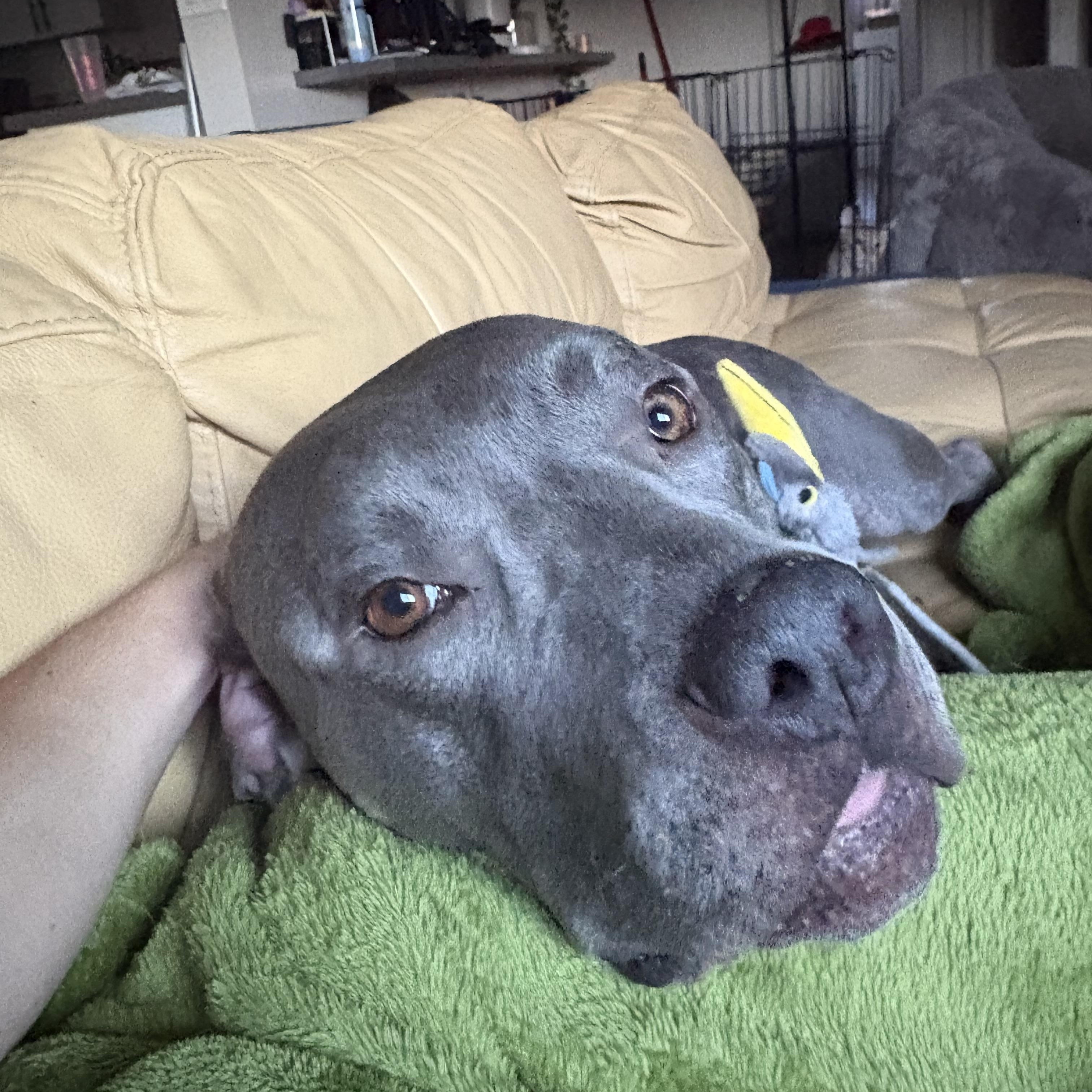 Enlarge Jewel, a Adoptable Pit Bull Terrier in Murrieta, CA image 5/6