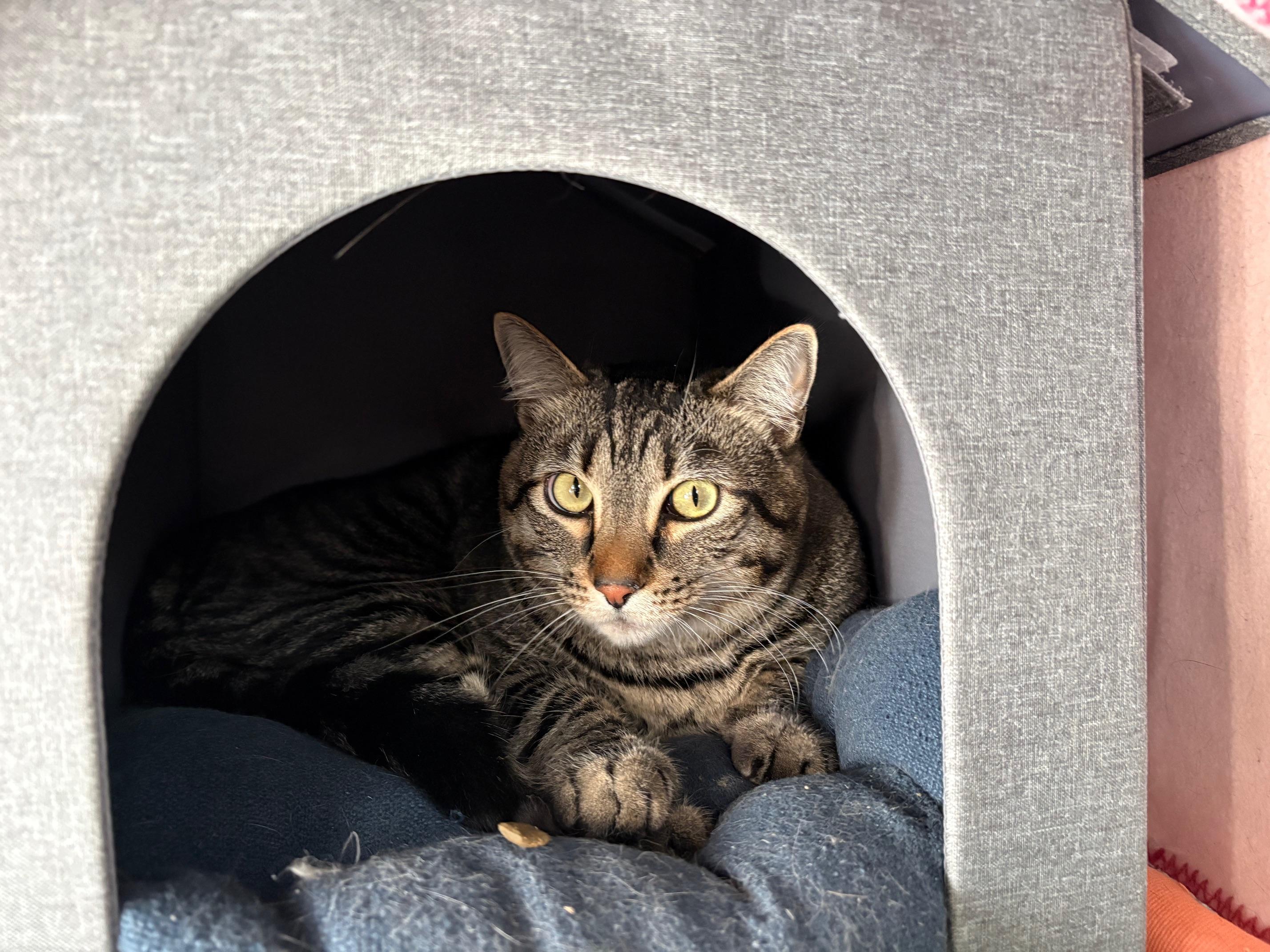 Enlarge Peanut, an adopted Tabby in Carson City, NV image 1/1