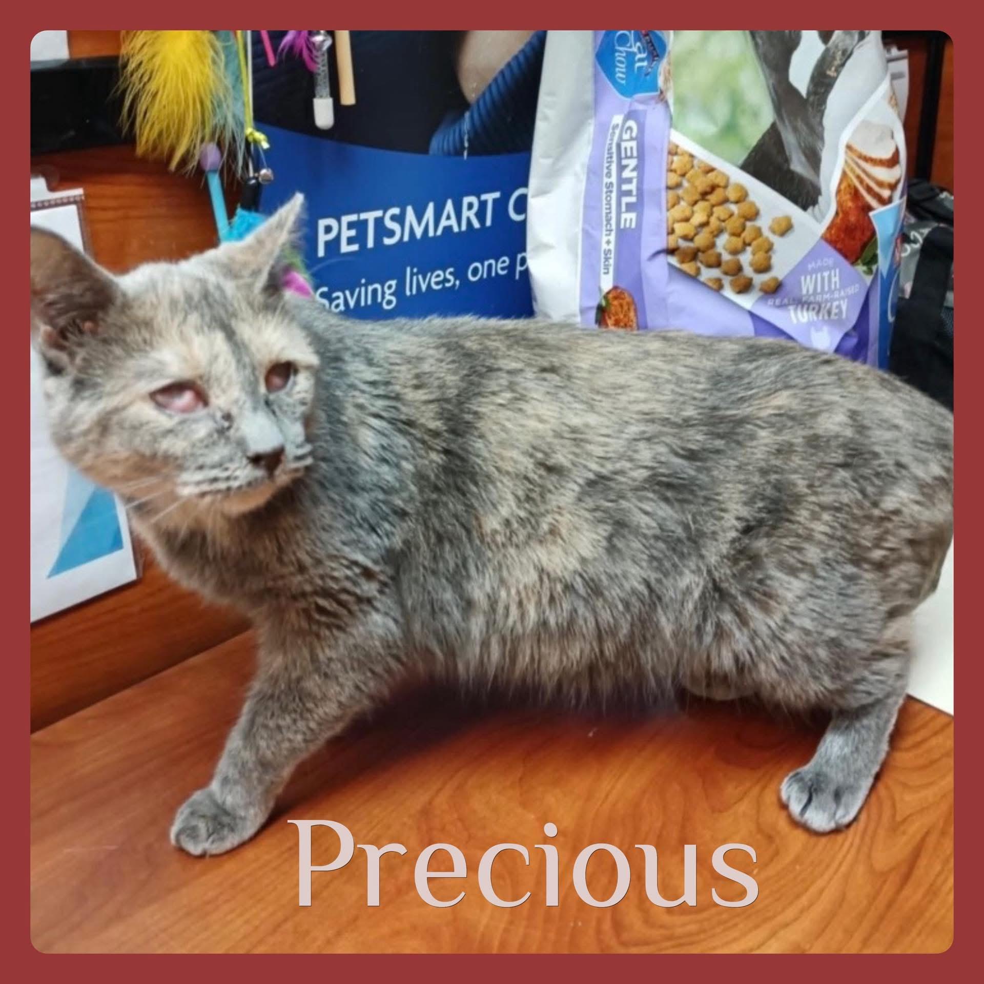 PRECIOUS , ADOPTABLE, Young Female Dilute Tortoiseshell.