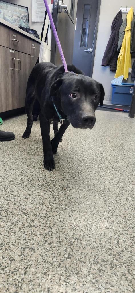 Enlarge Dougal, a Adoptable mixed breed in Van Wert, OH image 1/3