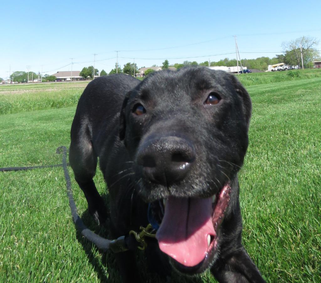 Enlarge Dougal, a Adoptable mixed breed in Van Wert, OH image 2/3