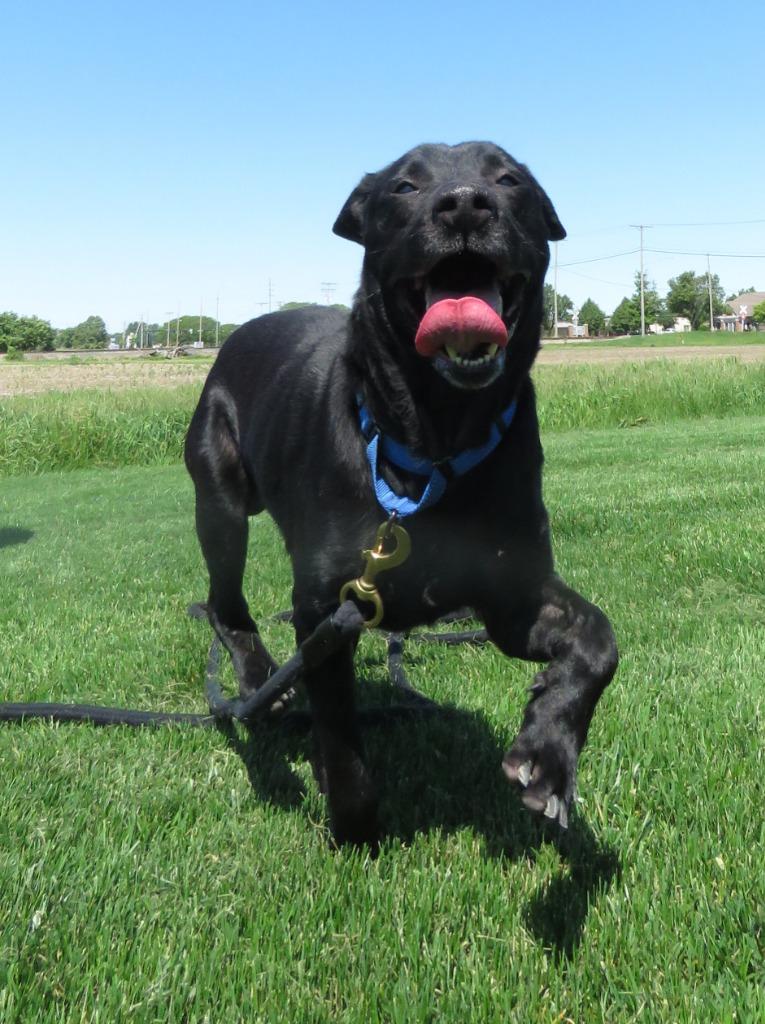 Enlarge Dougal, a Adoptable mixed breed in Van Wert, OH image 3/3