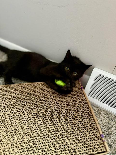 Enlarge Britannic, a ADOPTABLE Domestic Short Hair in Johnsburg, IL image 3/4