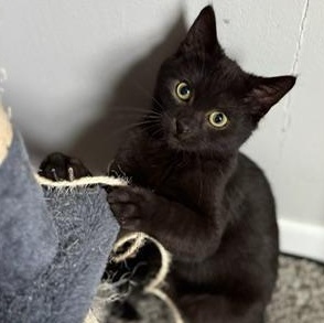 Britannic, ADOPTABLE, Young Male Domestic Short Hair.