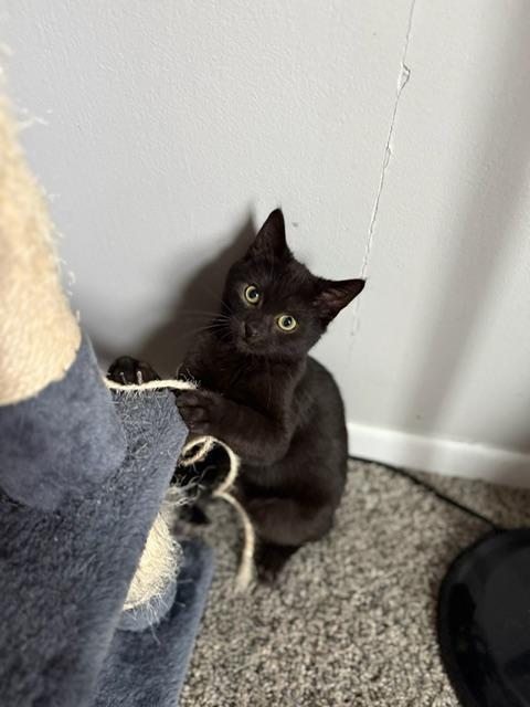 Enlarge Britannic, a ADOPTABLE Domestic Short Hair in Johnsburg, IL image 4/4