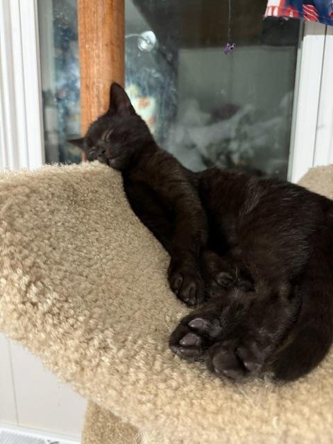 Enlarge Britannic, a ADOPTABLE Domestic Short Hair in Johnsburg, IL image 2/4