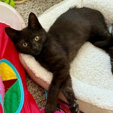 Enlarge Britannic, a ADOPTABLE Domestic Short Hair in Johnsburg, IL image 1/4