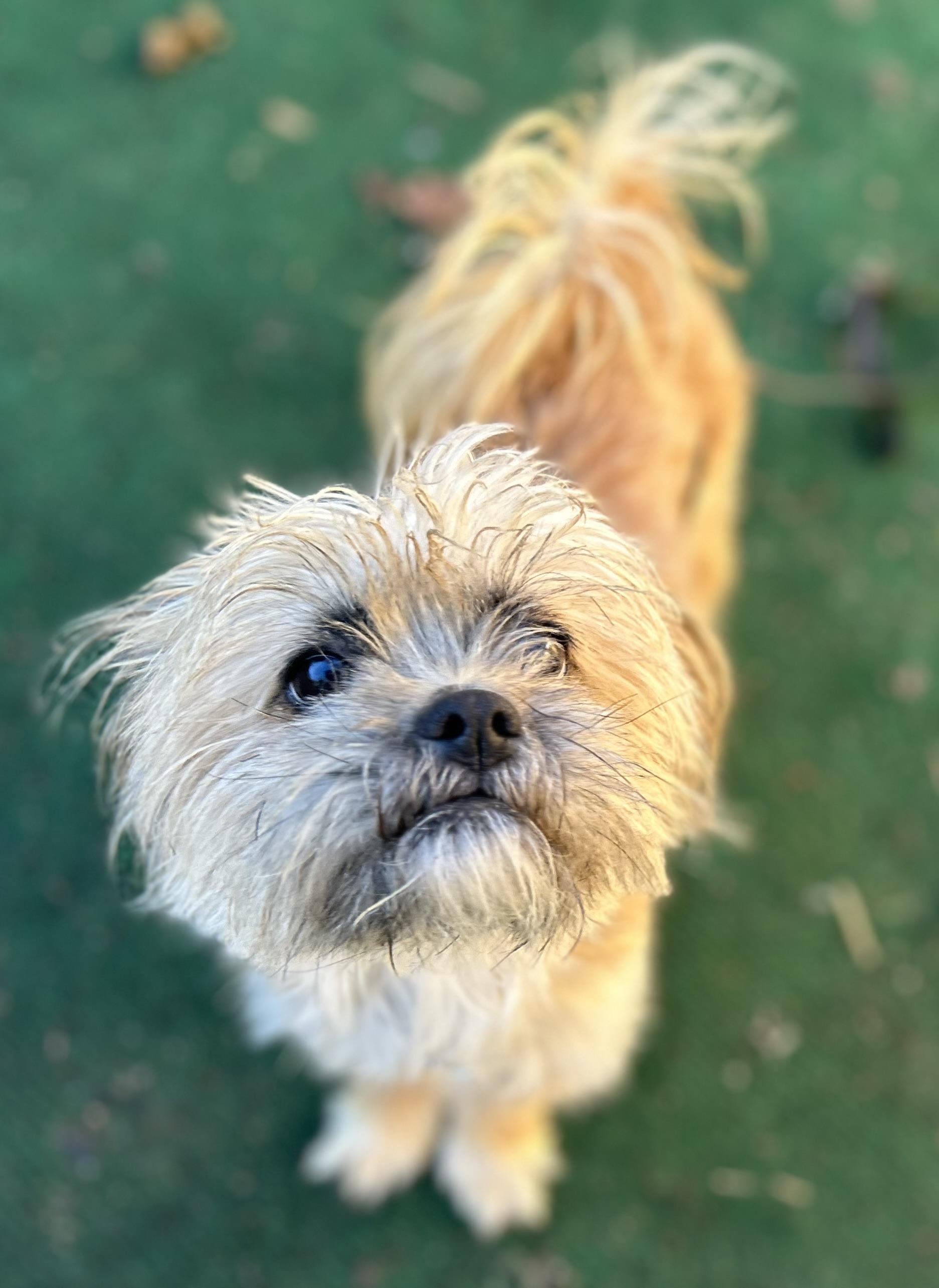Toby the Terrible, Adoptable, Young Male Shih Tzu & Brussels Griffon.