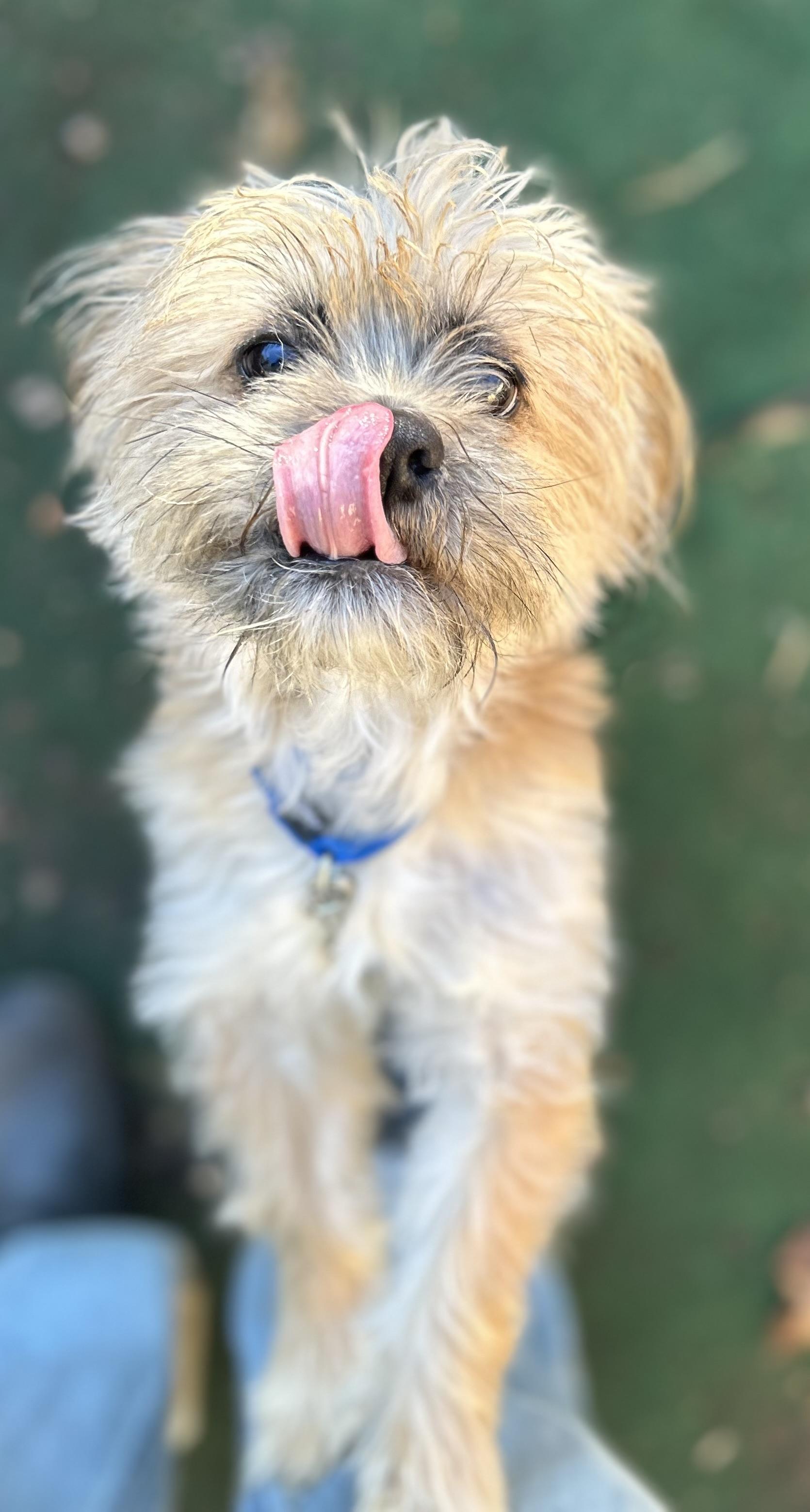 Enlarge Toby the Terrible, a Adoptable mixed breed in Oak Ridge, NJ image 2/3