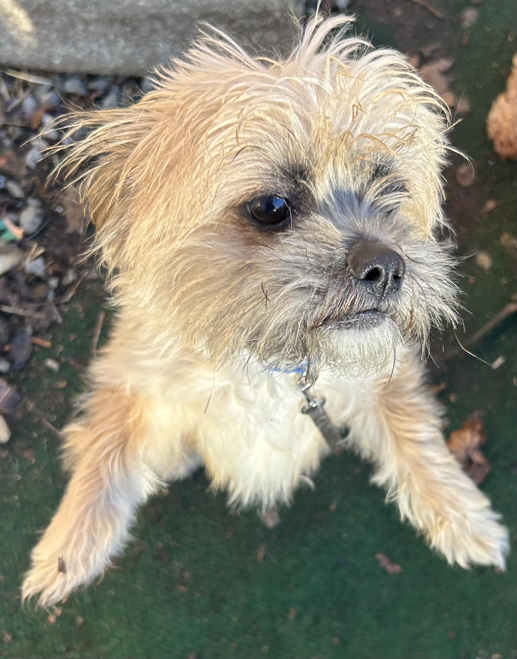 Enlarge Toby the Terrible, a Adoptable mixed breed in Oak Ridge, NJ image 3/3