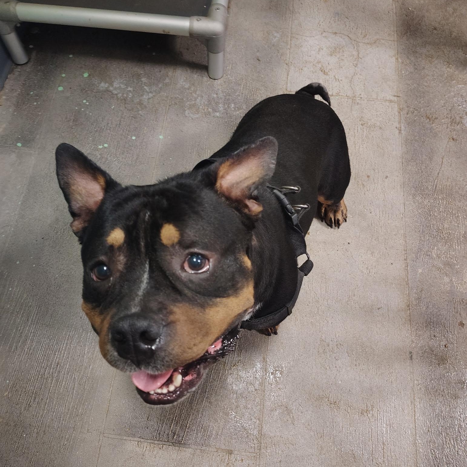 Brutus, Adoptable, Adult Male Bulldog.