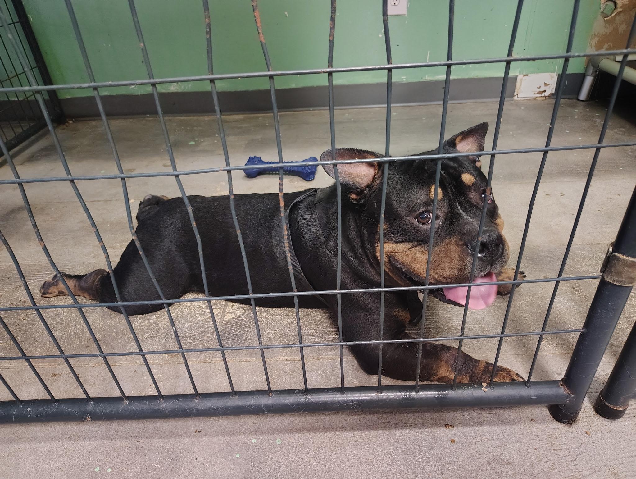 Enlarge Brutus, a Adoptable Bulldog in Broken Arrow, OK image 4/4