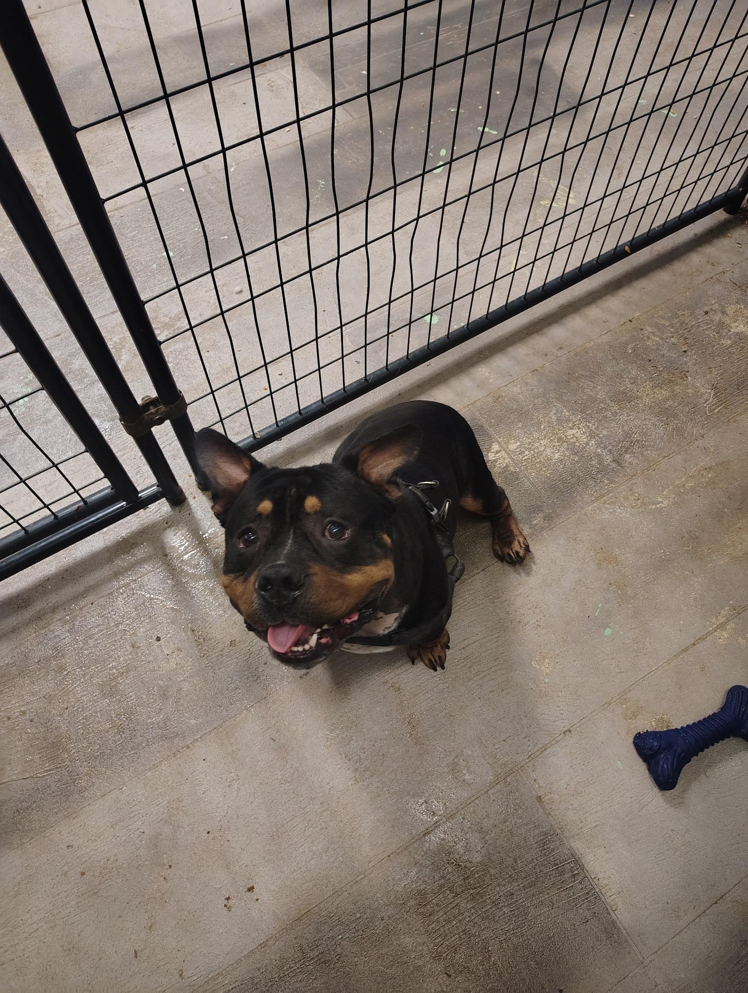 Enlarge Brutus, a Adoptable Bulldog in Broken Arrow, OK image 2/4