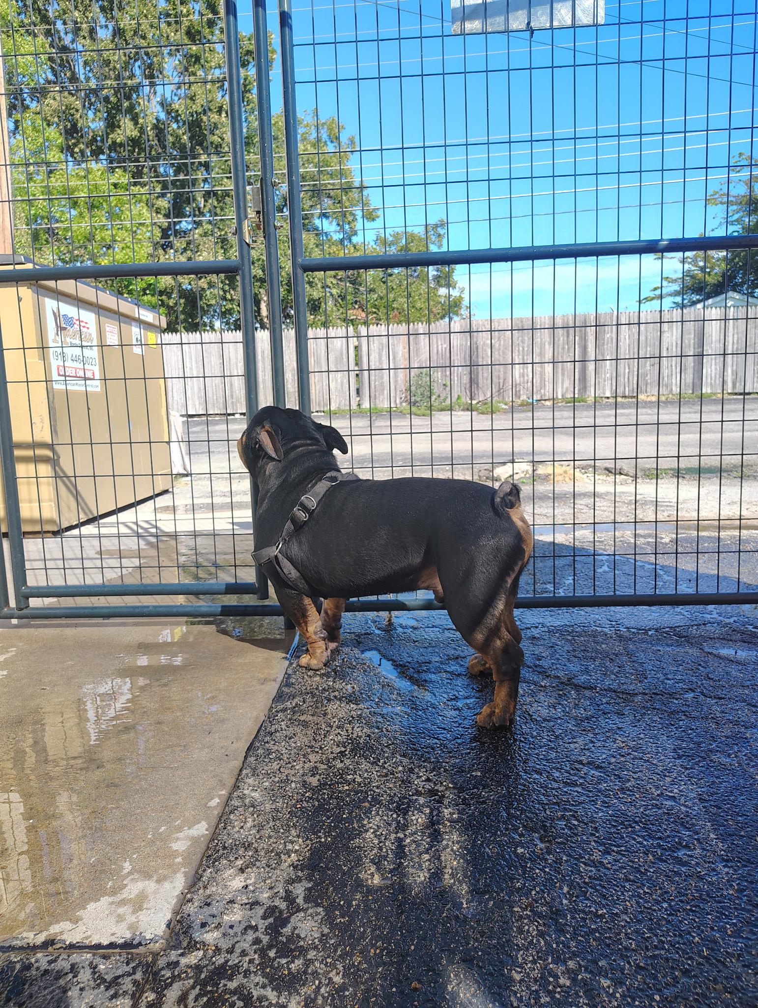 Enlarge Brutus, a Adoptable Bulldog in Broken Arrow, OK image 3/4