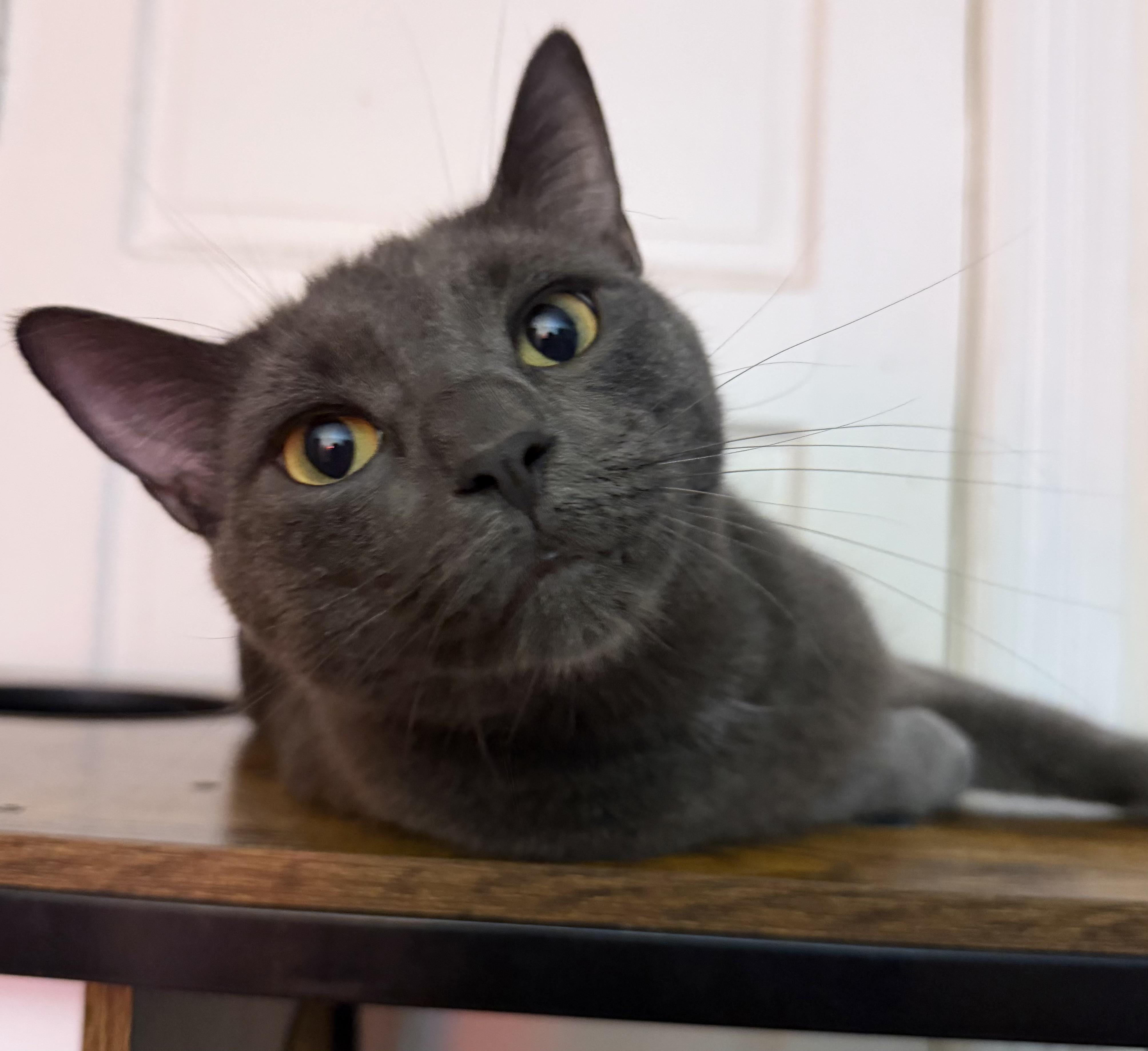 Enlarge Smokey & Church, a ADOPTABLE mixed breed in Latham, NY image 2/4