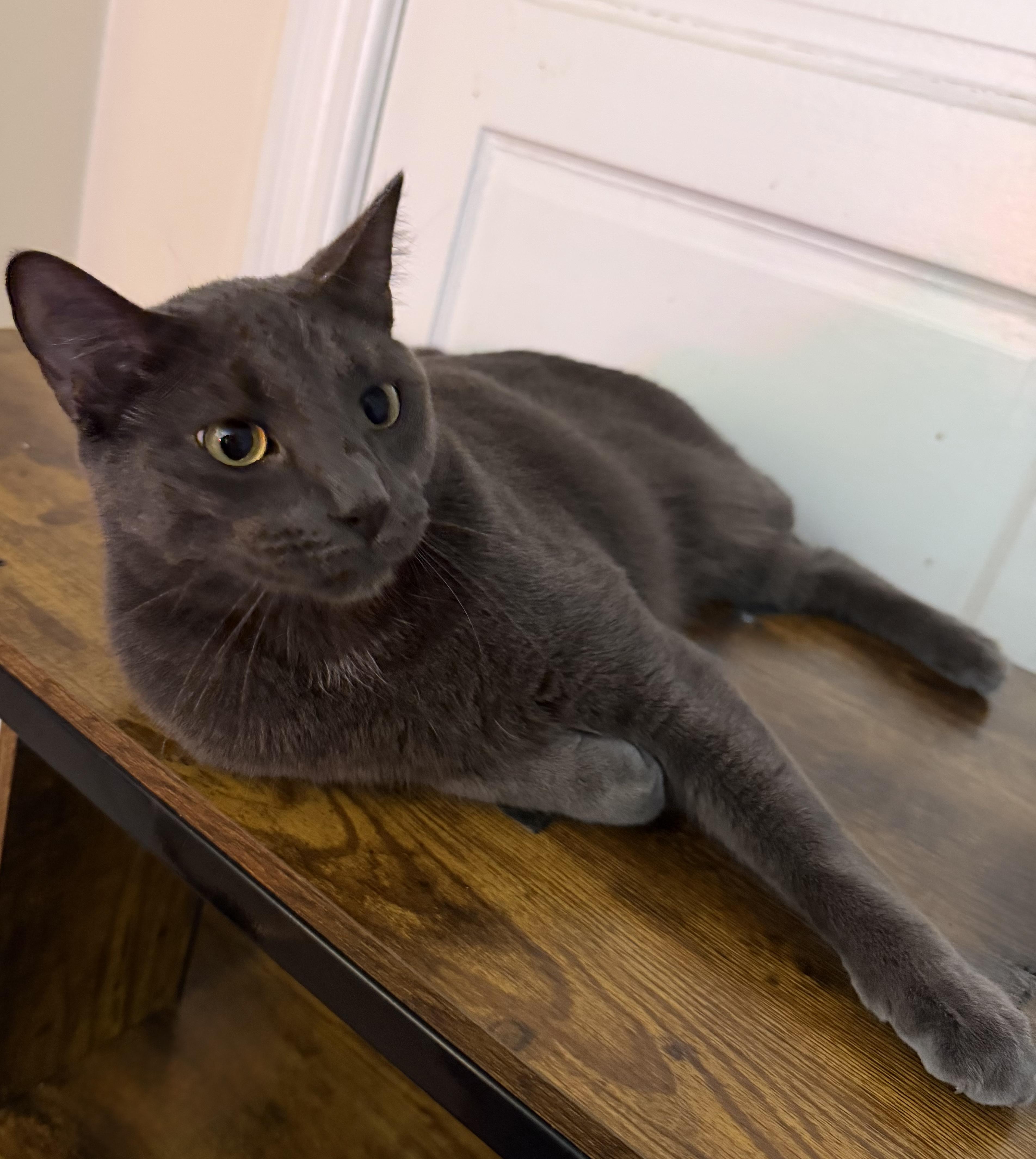 Enlarge Smokey & Church, a ADOPTABLE mixed breed in Latham, NY image 1/4