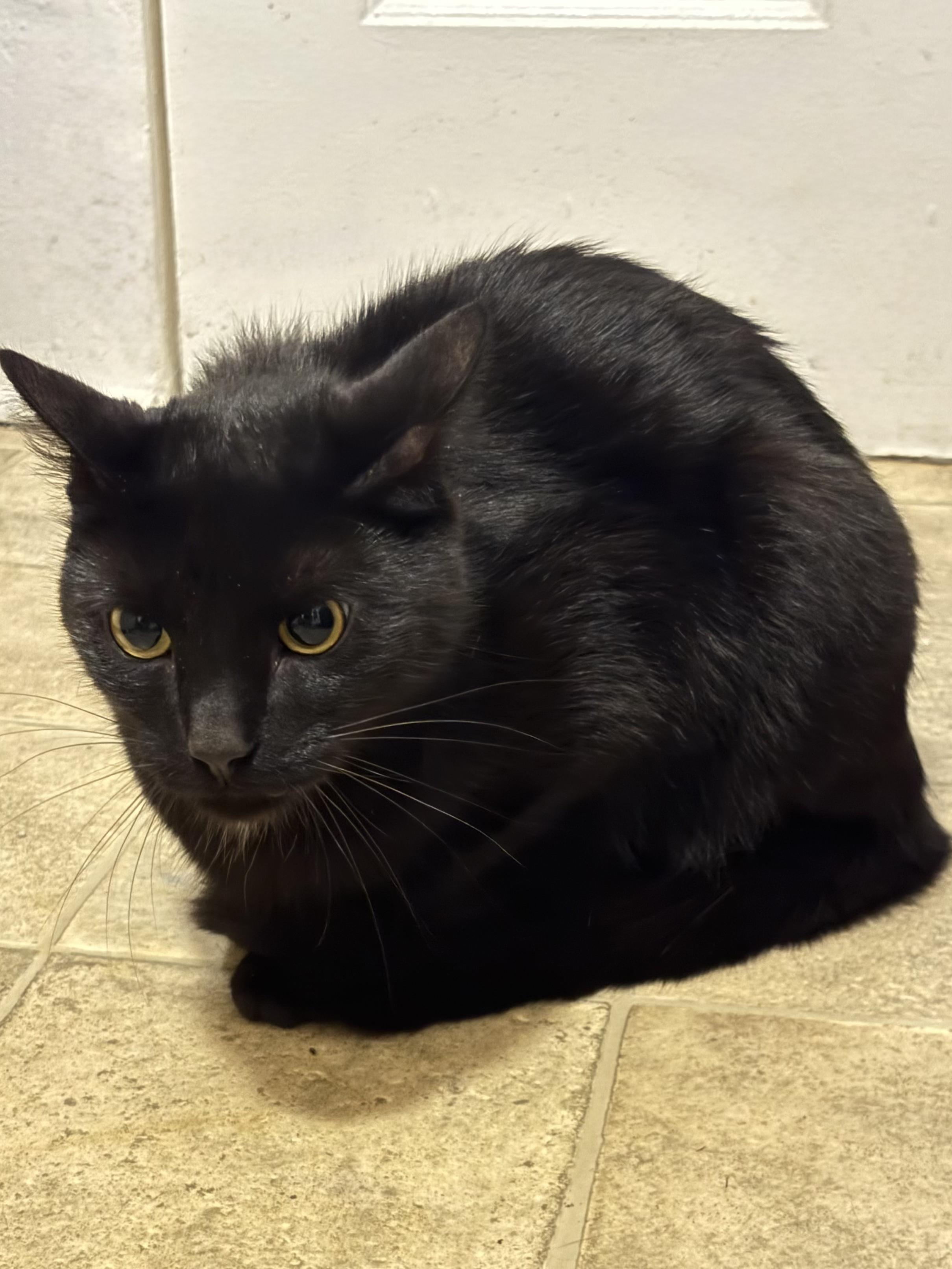 Enlarge Smokey & Church, a ADOPTABLE mixed breed in Latham, NY image 4/4