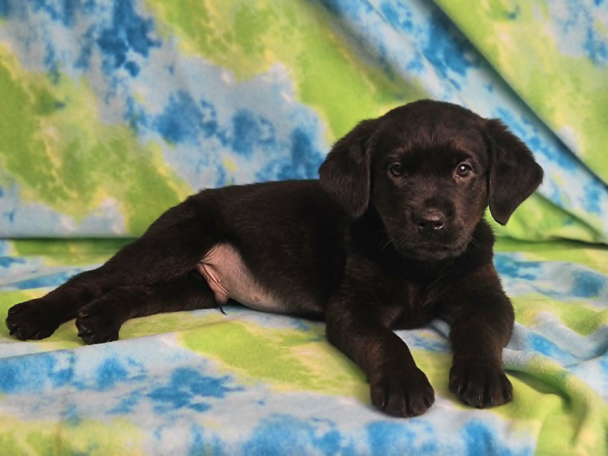 Pancake, adopted, Puppy Male Rottweiler & Golden Retriever.