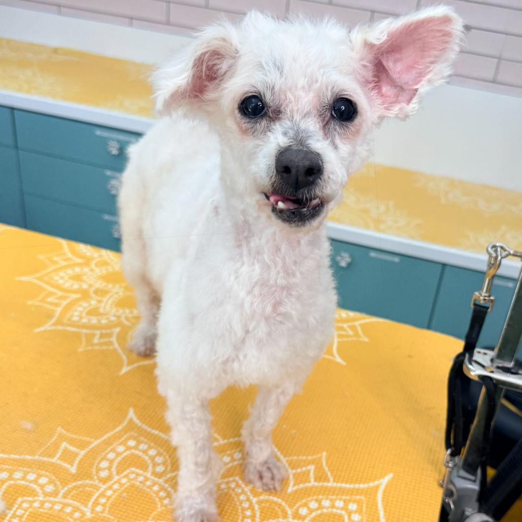 Almond Bark 13863, Adoptable, Senior Male Maltese.