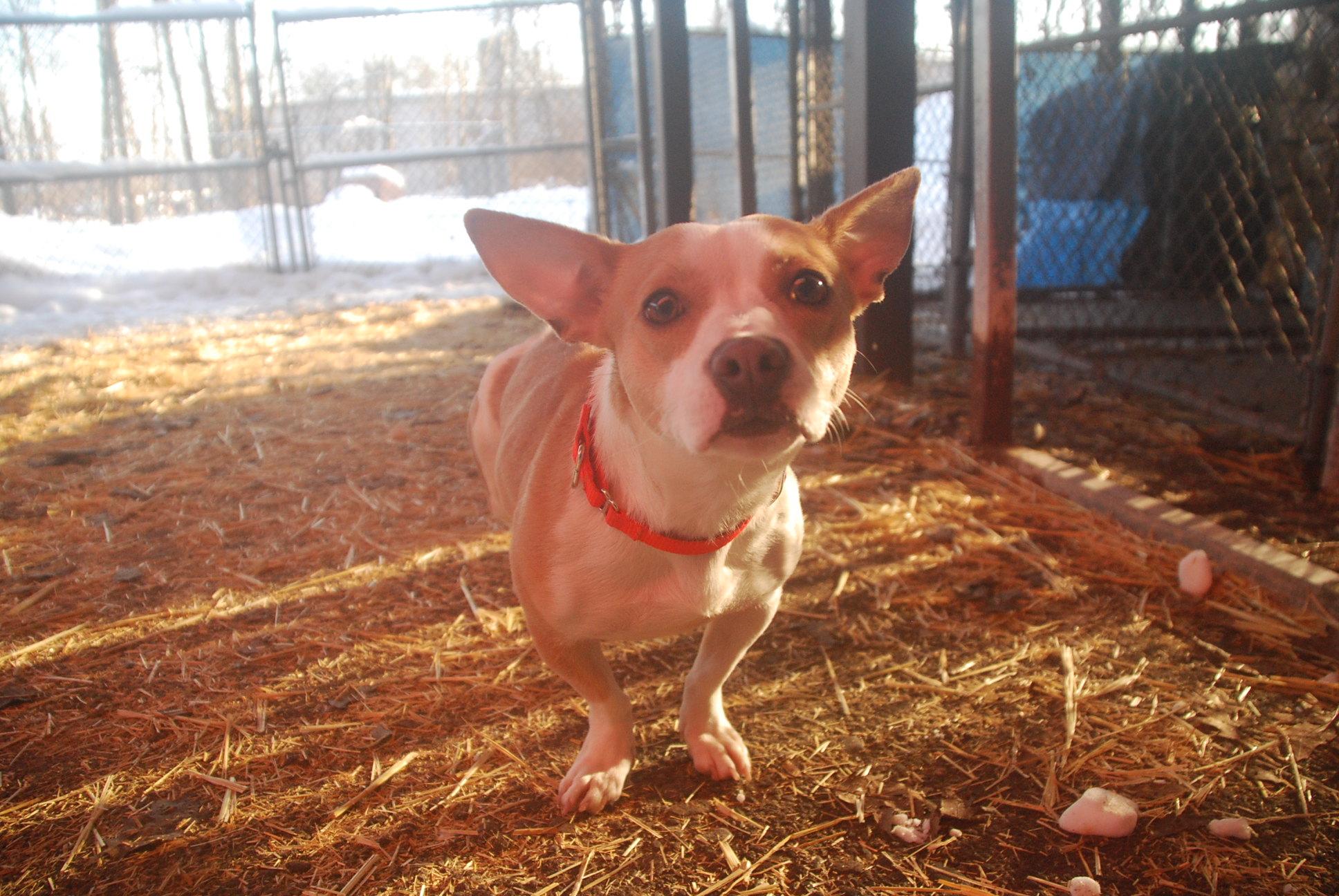 Kimora, an adopted mixed breed in Chardon, OH image 1/6