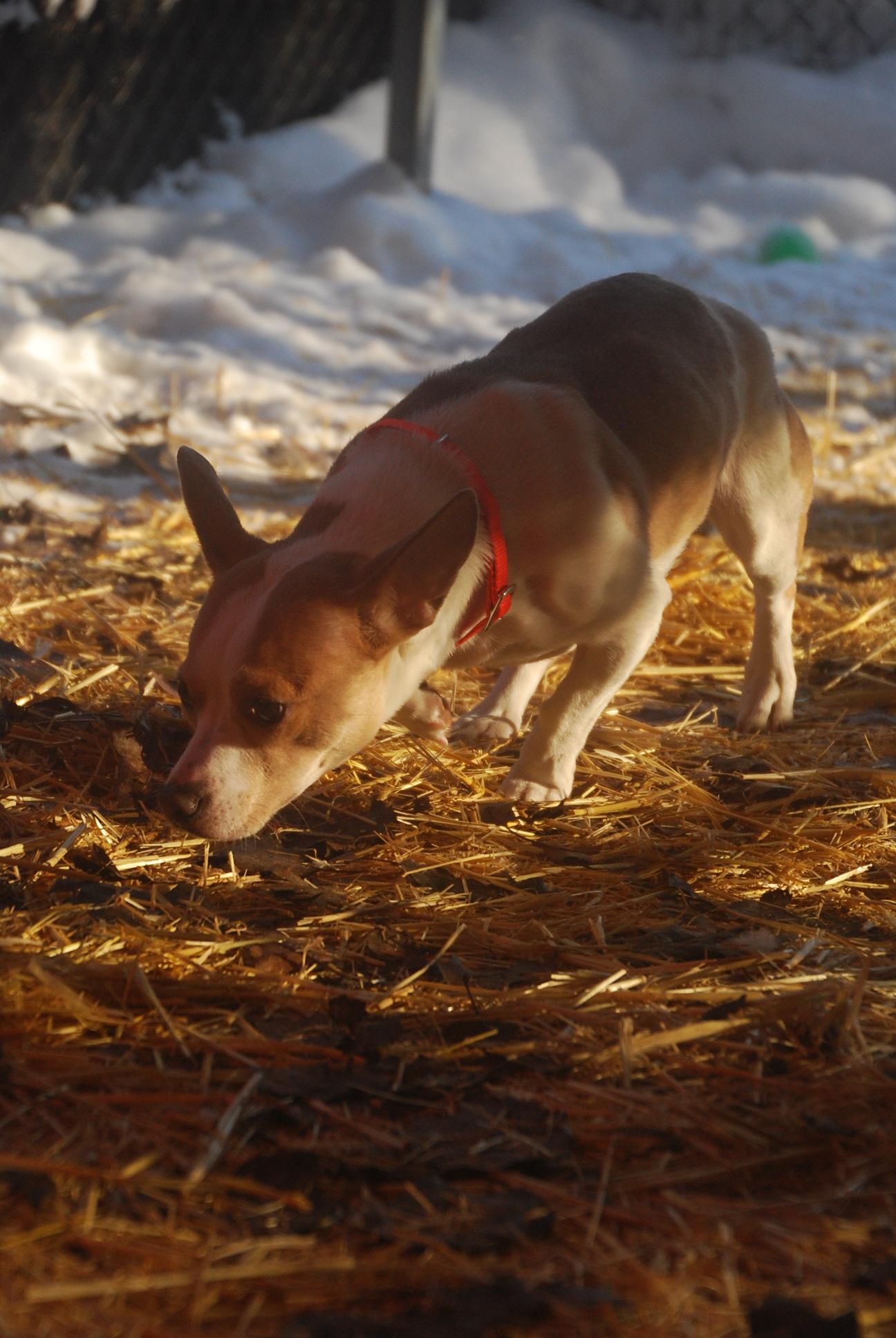 Kimora, an adopted mixed breed in Chardon, OH image 6/6