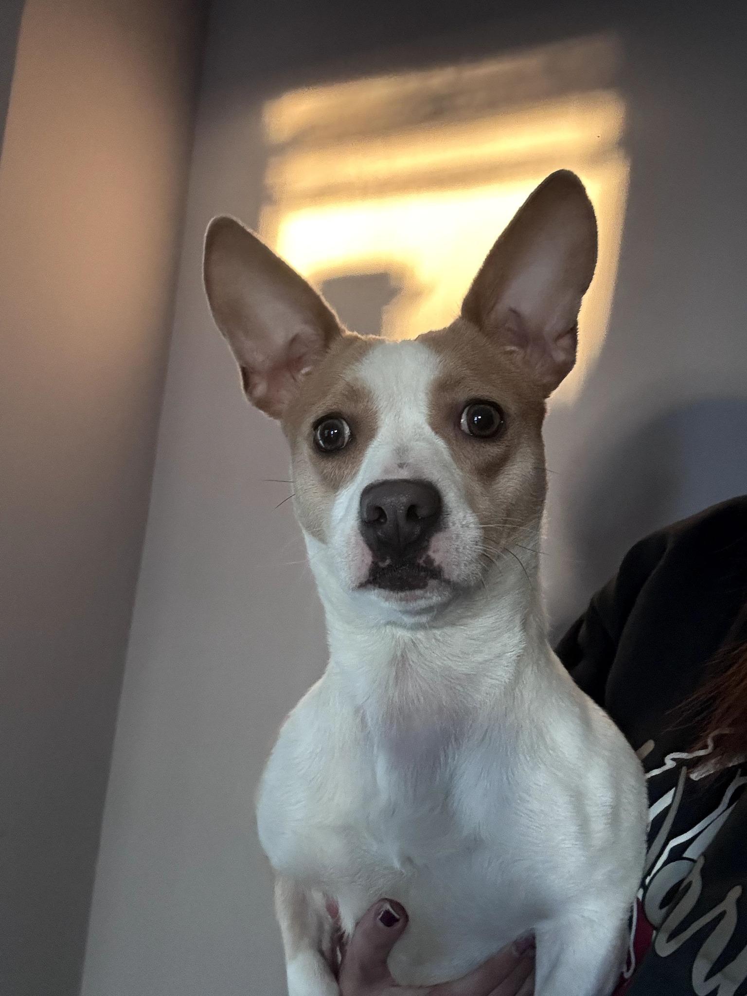 Kimora, an adopted mixed breed in Chardon, OH image 3/6