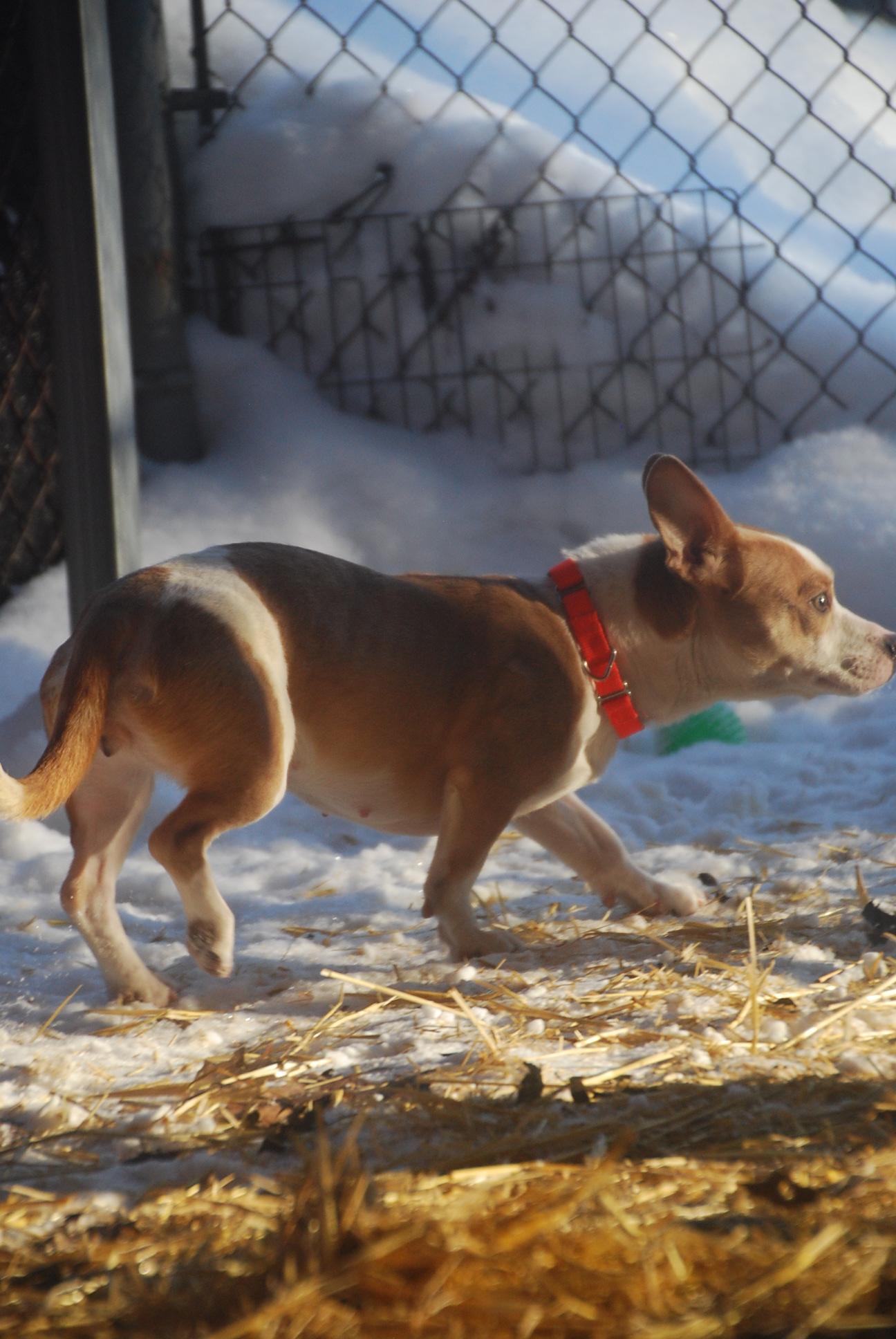 Kimora, an adopted mixed breed in Chardon, OH image 2/6