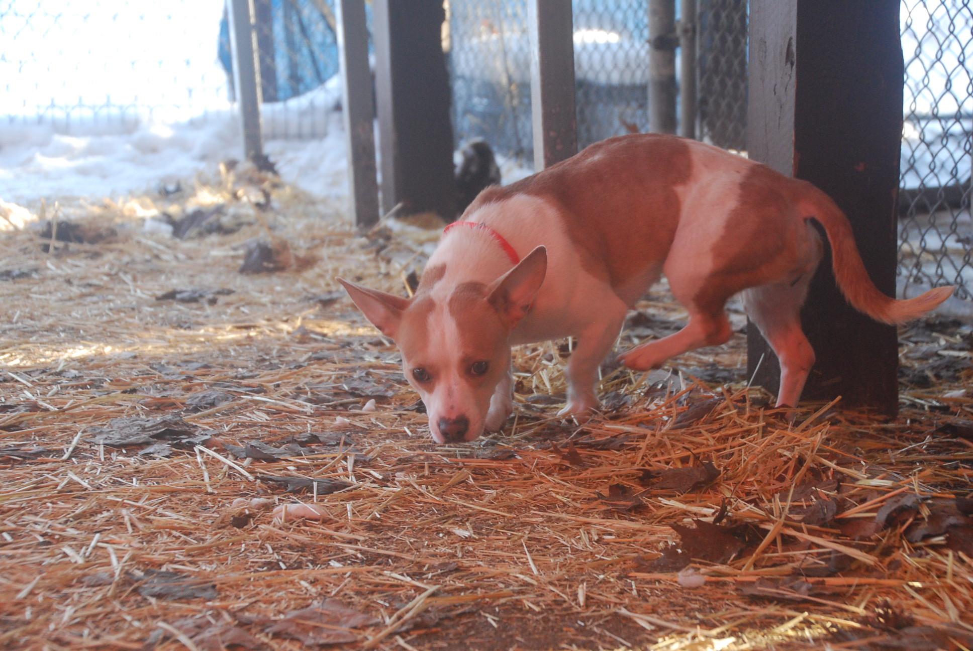 Kimora, an adopted mixed breed in Chardon, OH image 4/6