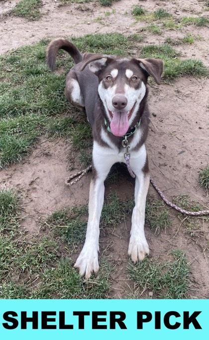 Helen, Adoptable, Young Female Husky & Mixed Breed.
