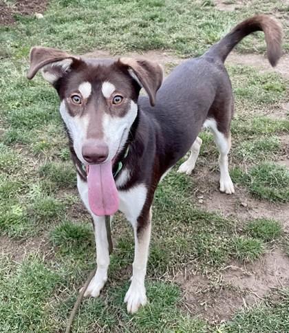 Enlarge Helen, a Adoptable mixed breed in Eugene, OR image 2/2