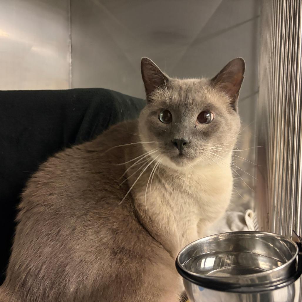 Enlarge Cocoa w/ Pepper, a Adoptable Siamese in Morrisville, VT image 1/1