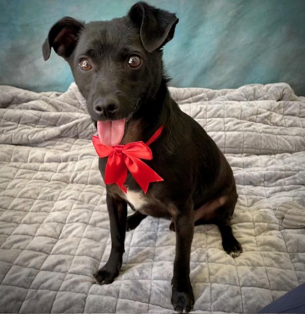 JINU, Adoptable, Young Male Chihuahua & Mixed Breed.