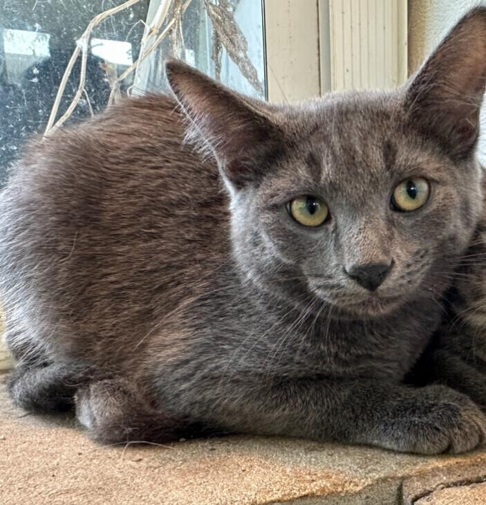 Flannel, Adoptable, Young Male Domestic Short Hair.