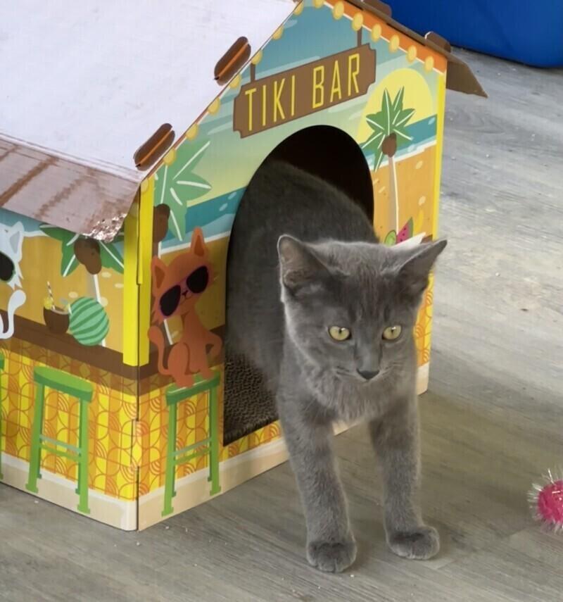 Flannel, a Adoptable Domestic Short Hair in Adrian, MI image 1/3