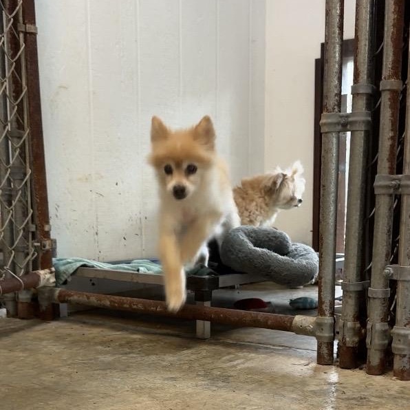 Rosie and Daisy, a ADOPTABLE Pomeranian in Lancaster, SC image 2/2