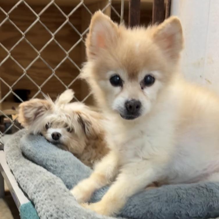 Rosie and Daisy, a ADOPTABLE Pomeranian in Lancaster, SC image 1/2