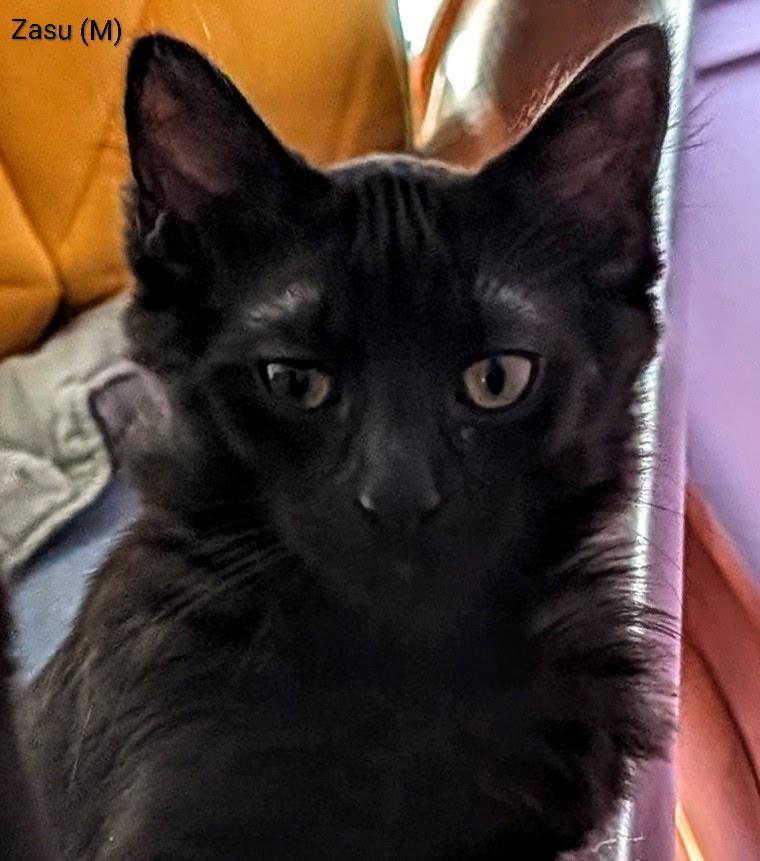 Enlarge Zasu (the Jungle litter - confident, cuddle bug, playful), a Adoptable mixed breed in San Jose, CA image 2/3