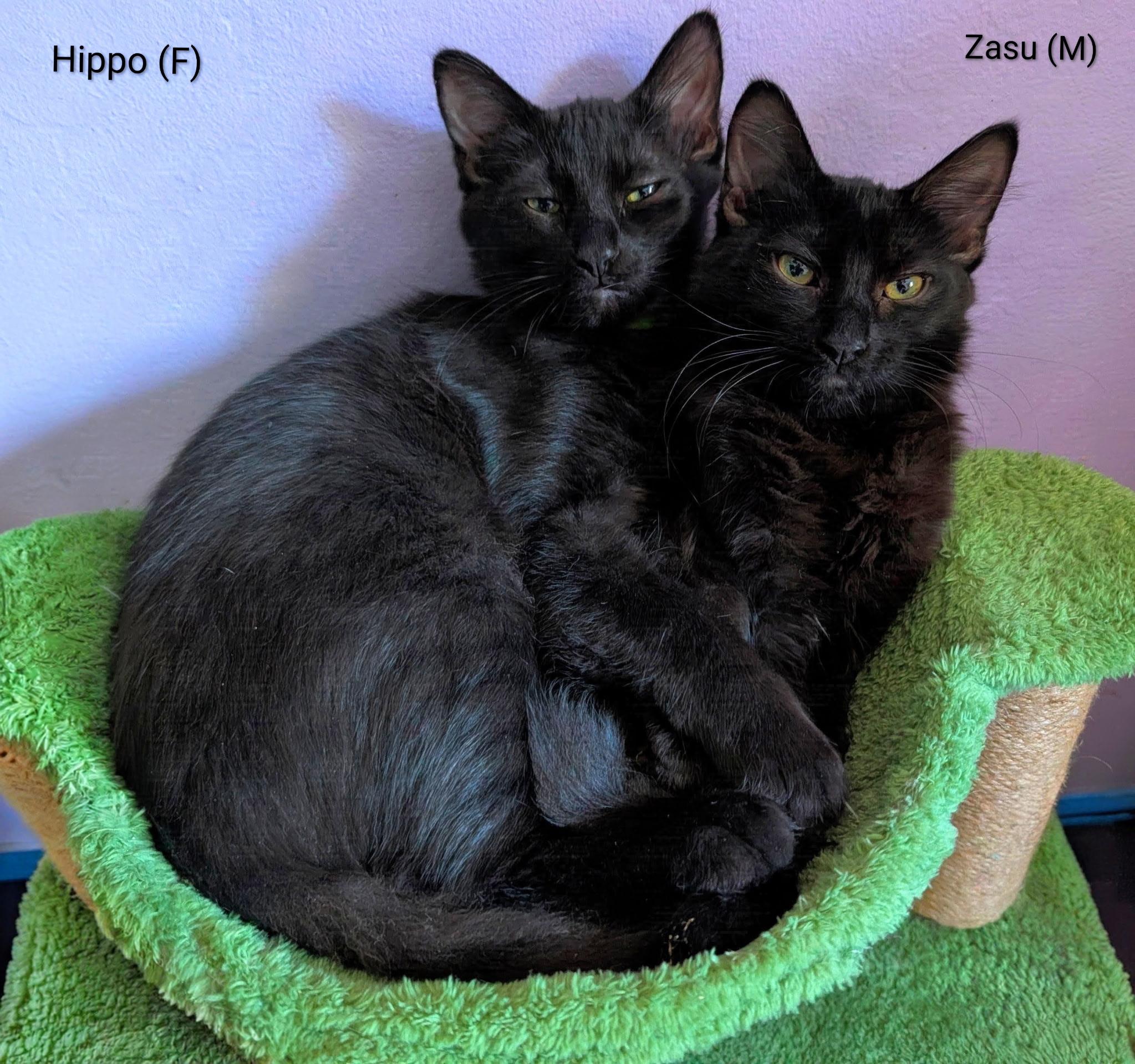 Zasu (the Jungle litter - confident, cuddle bug, playful), Adoptable, Young Male Turkish Angora.