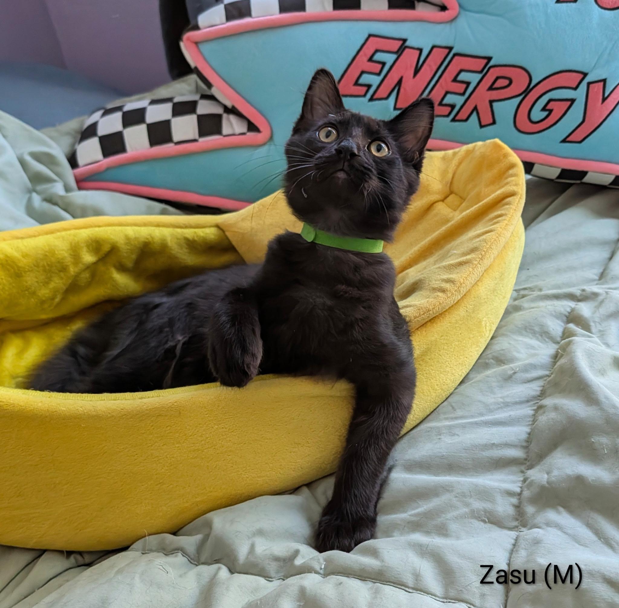 Enlarge Zasu (the Jungle litter - confident, cuddle bug, playful), a Adoptable mixed breed in San Jose, CA image 3/3