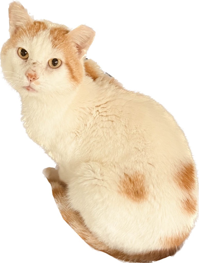 Buddy, an adoptable Domestic Short Hair in Richland Hills, TX, 76180 | Photo Image 3