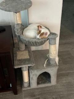 Buddy, a Adoptable mixed breed in Richland Hills, TX image 1/6