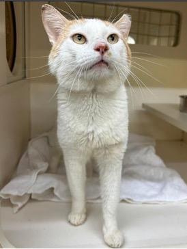 Buddy, a Adoptable mixed breed in Richland Hills, TX image 3/6