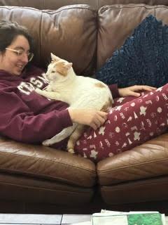 Buddy, Adoptable, Adult Male Domestic Short Hair.