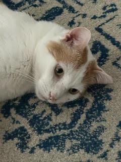 Enlarge Buddy, a Adoptable mixed breed in Richland Hills, TX image 6/6