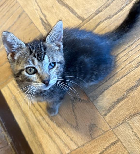 Milkshake, Baby Male unknown