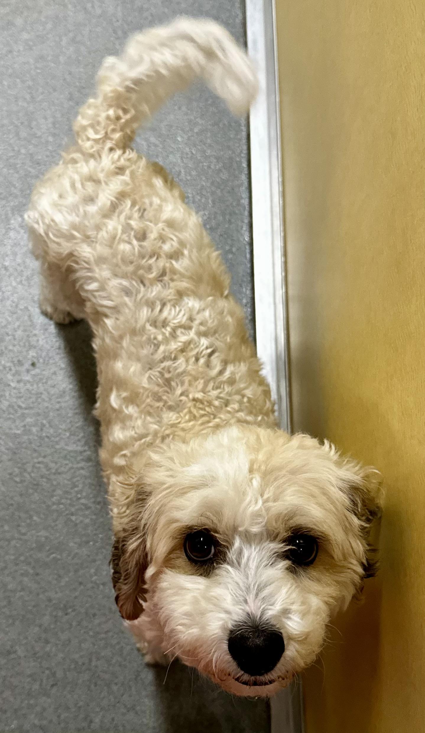 Enlarge Rosie, an adopted mixed breed in Jackson, WY image 2/2