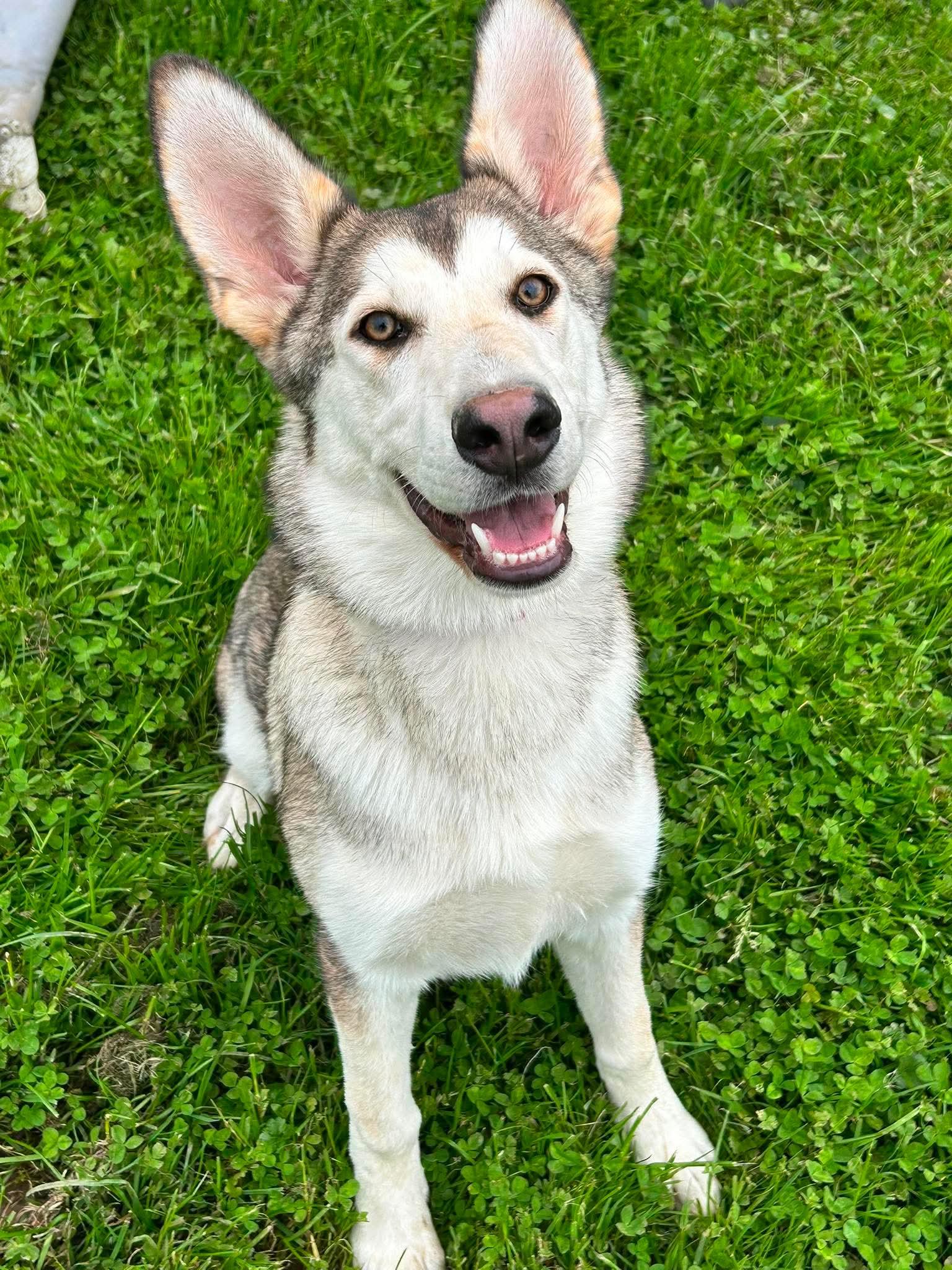 Kennedy, ADOPTABLE, Young Female German Shepherd Dog & Siberian Husky.
