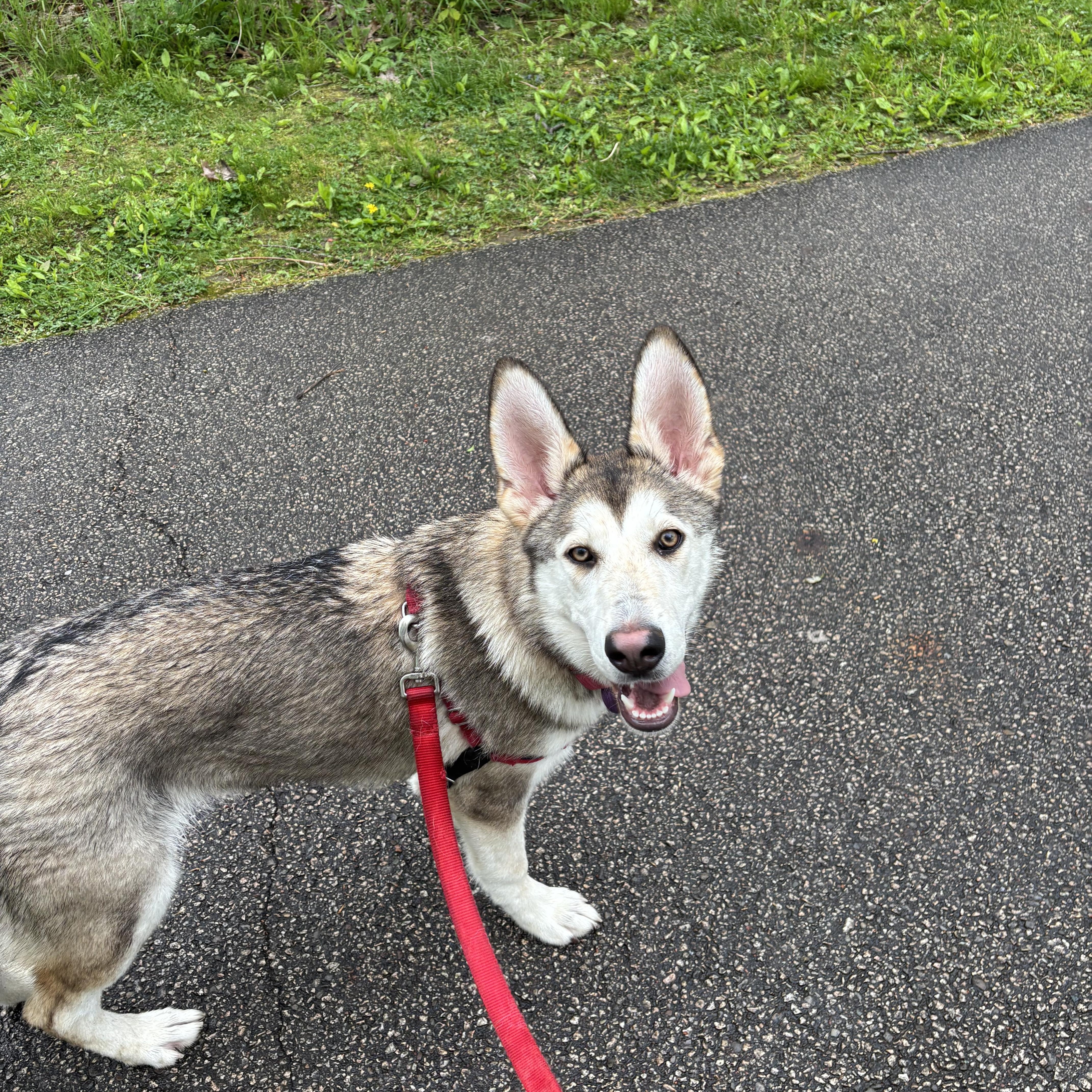 Enlarge Kennedy, a ADOPTABLE mixed breed in Brunswick, OH image 6/6