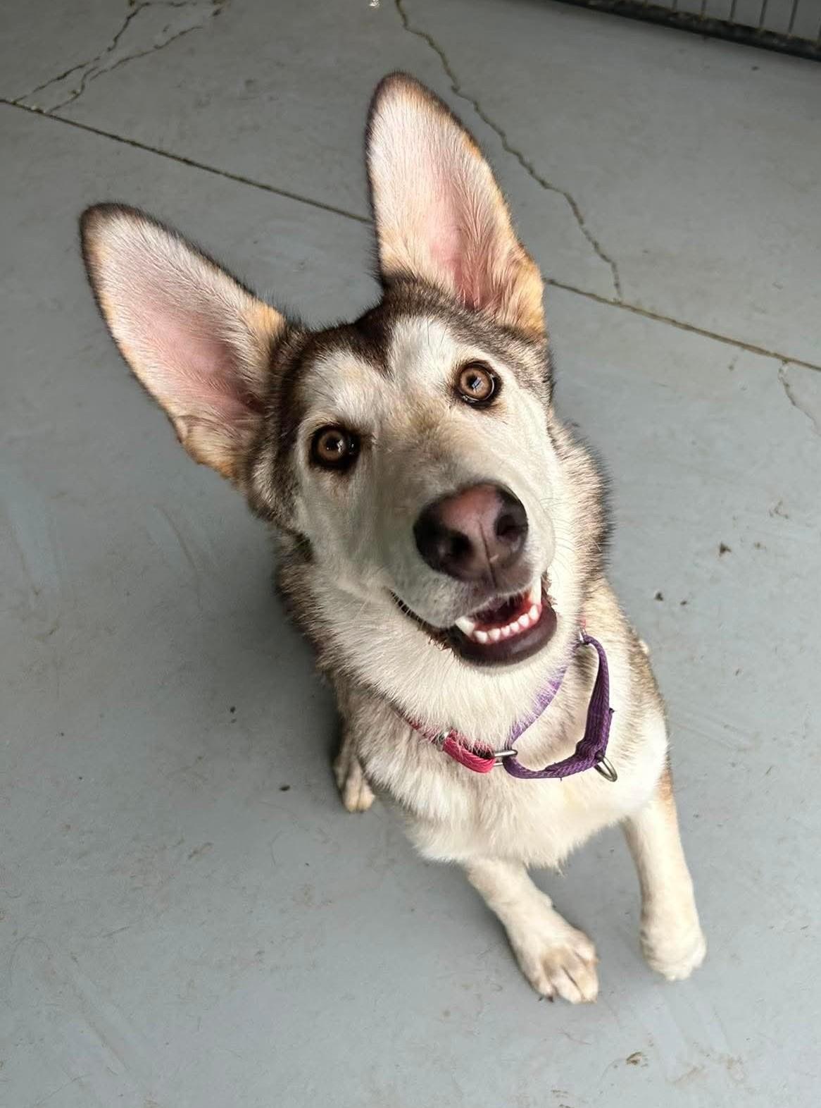 Enlarge Kennedy, a ADOPTABLE mixed breed in Brunswick, OH image 4/6